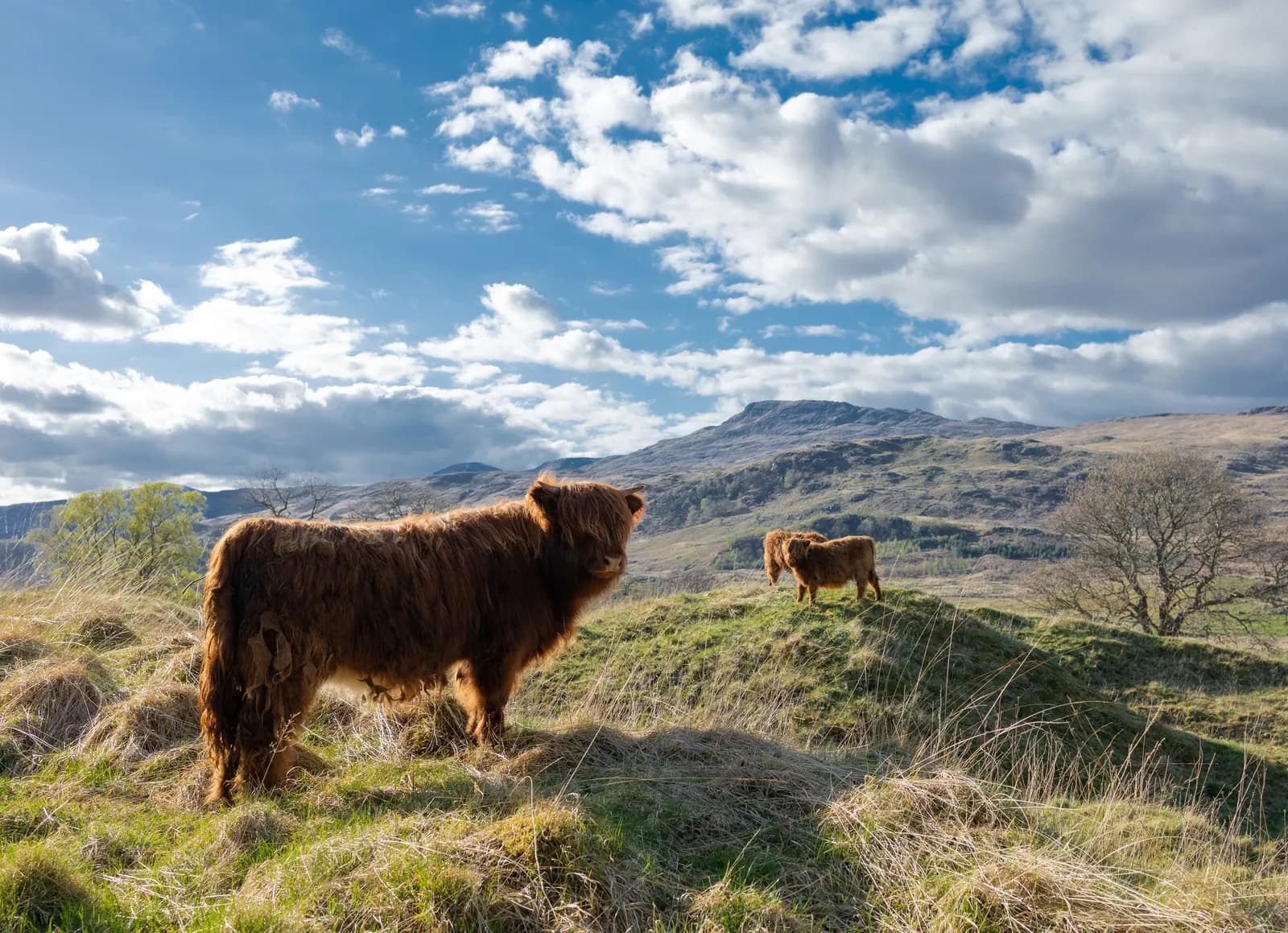 Cattle grazing in a healthy regenerative field ecosystem