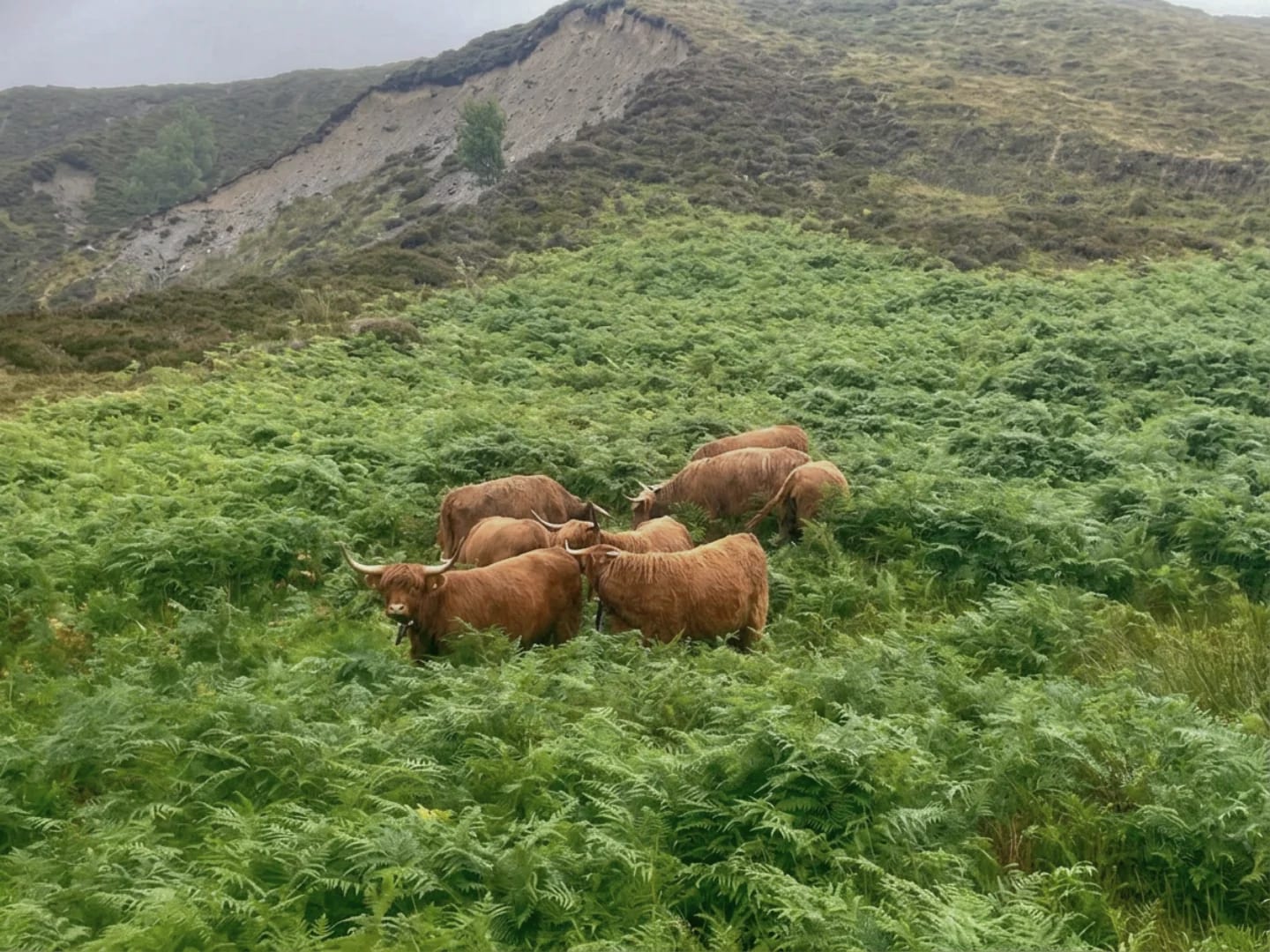 Highland cattle grazing among green heather in the Highlands